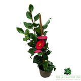 Camellia japonica 'Dr King' Plant - 1.5Ltr Pot