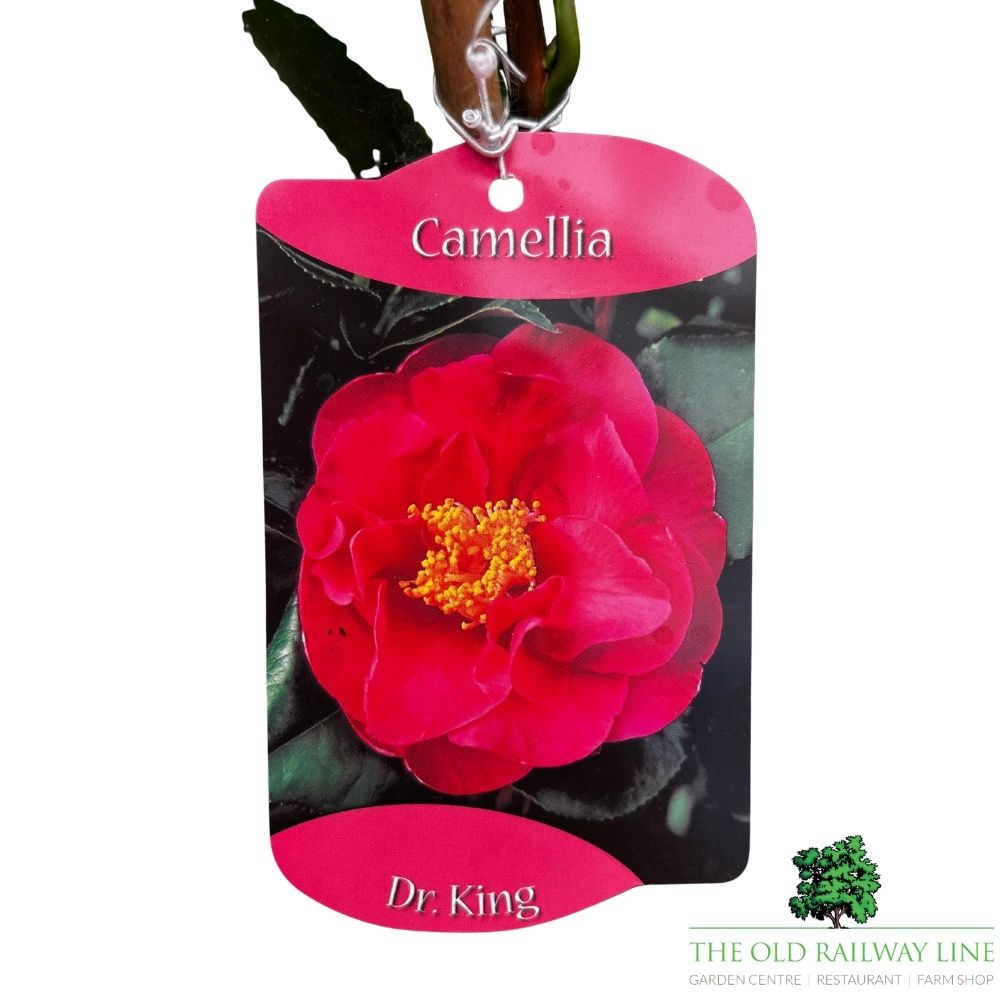 Camellia japonica 'Dr King' Plant - 1.5Ltr Pot