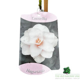 Camellia japonica 'Hagoromo' Plant - 1.5Ltr Pot