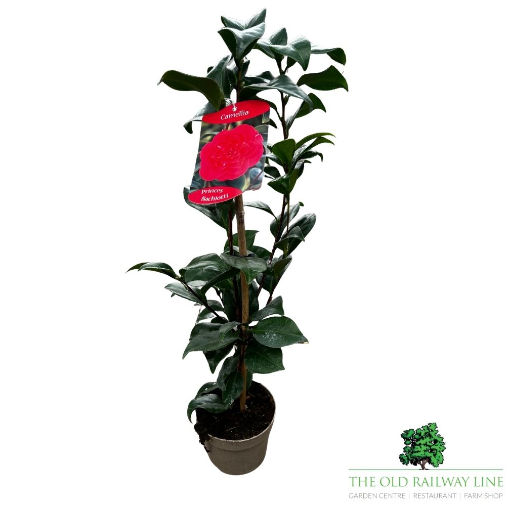 Camellia japonica 'Marie Williams' Plant - 1.5Ltr Pot