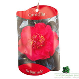 Camellia japonica 'Burnside' Plant - 1.5Ltr Pot