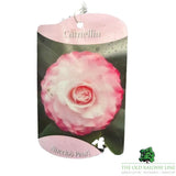 Camellia japonica 'Nuccios Pearl' Plant - 1.5Ltr Pot