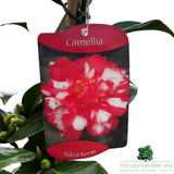 Camellia japonica 'Nikisi Kerin' Plant - 1.5Ltr Pot