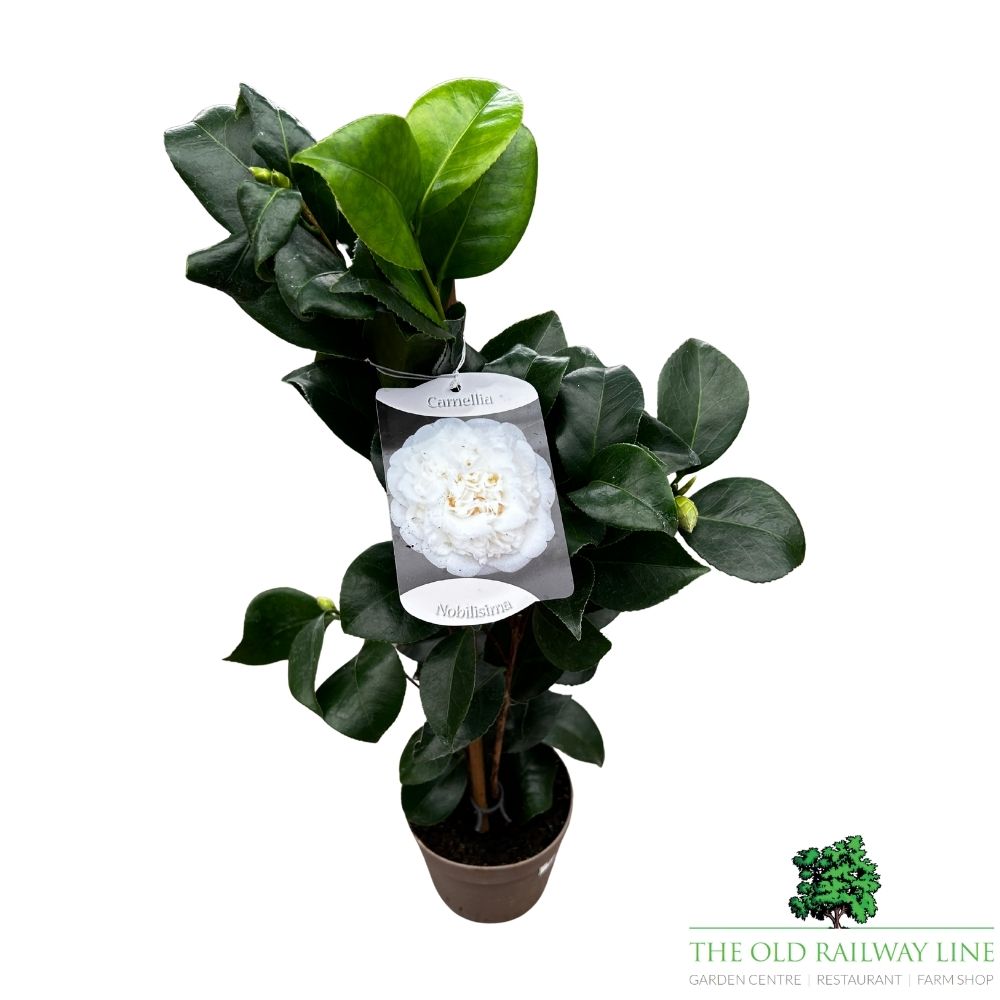 Camellia japonica 'Nobilisima' Plant - 1.5Ltr Pot