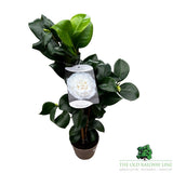 Camellia japonica 'Nobilisima' Plant - 1.5Ltr Pot
