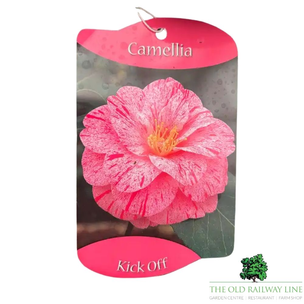 Camellia japonica 'Rick Off' Plant - 1.5Ltr Pot