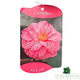 Camellia japonica 'Rick Off' Plant - 1.5Ltr Pot