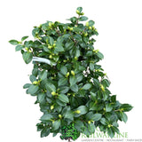 Camellia japonica 'Mrs Tingley' Plant - 10Ltr Pot