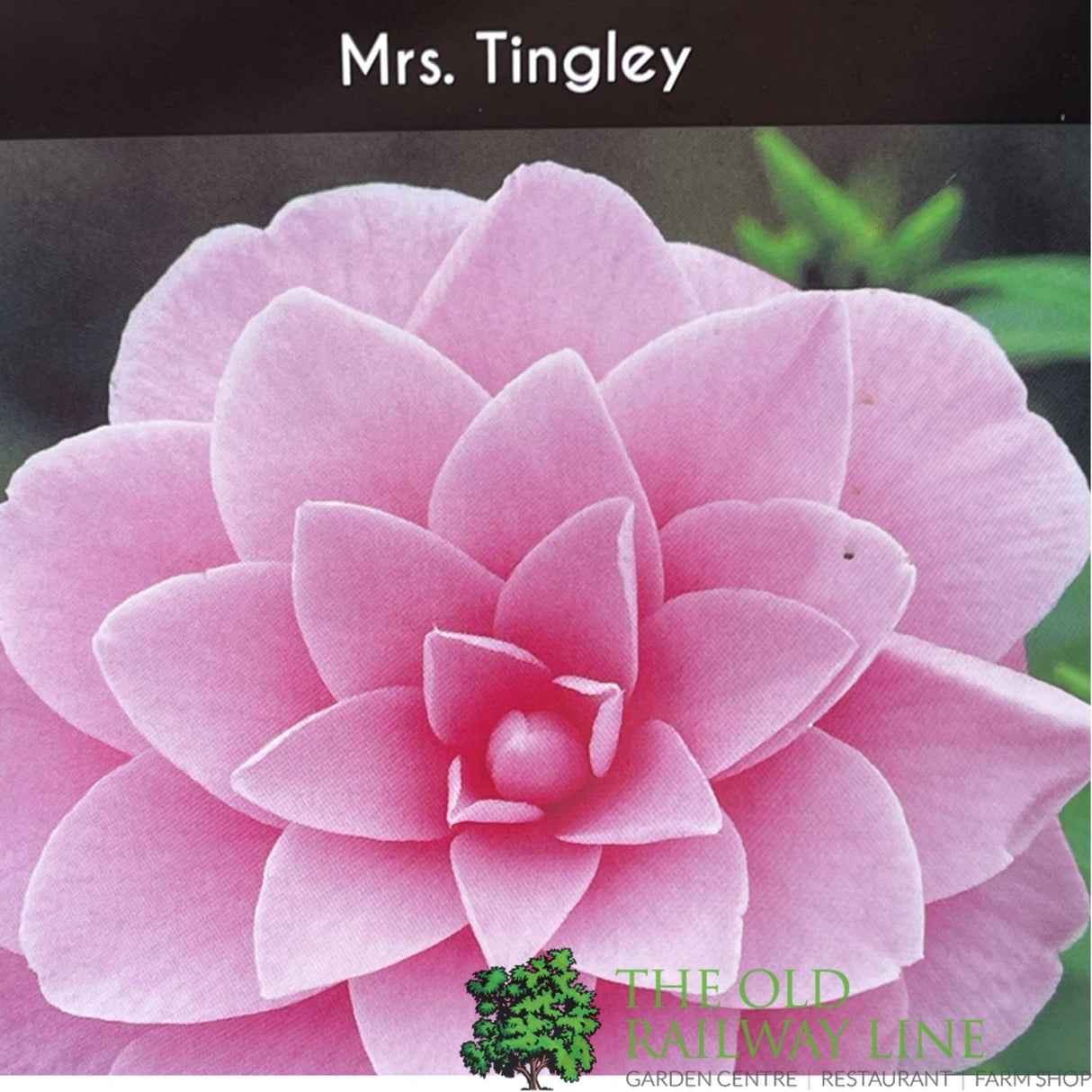 Camellia japonica 'Mrs Tingley' Plant - 10Ltr Pot