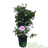 Camellia japonica 'Mrs Tingley' Plant - 10Ltr Pot