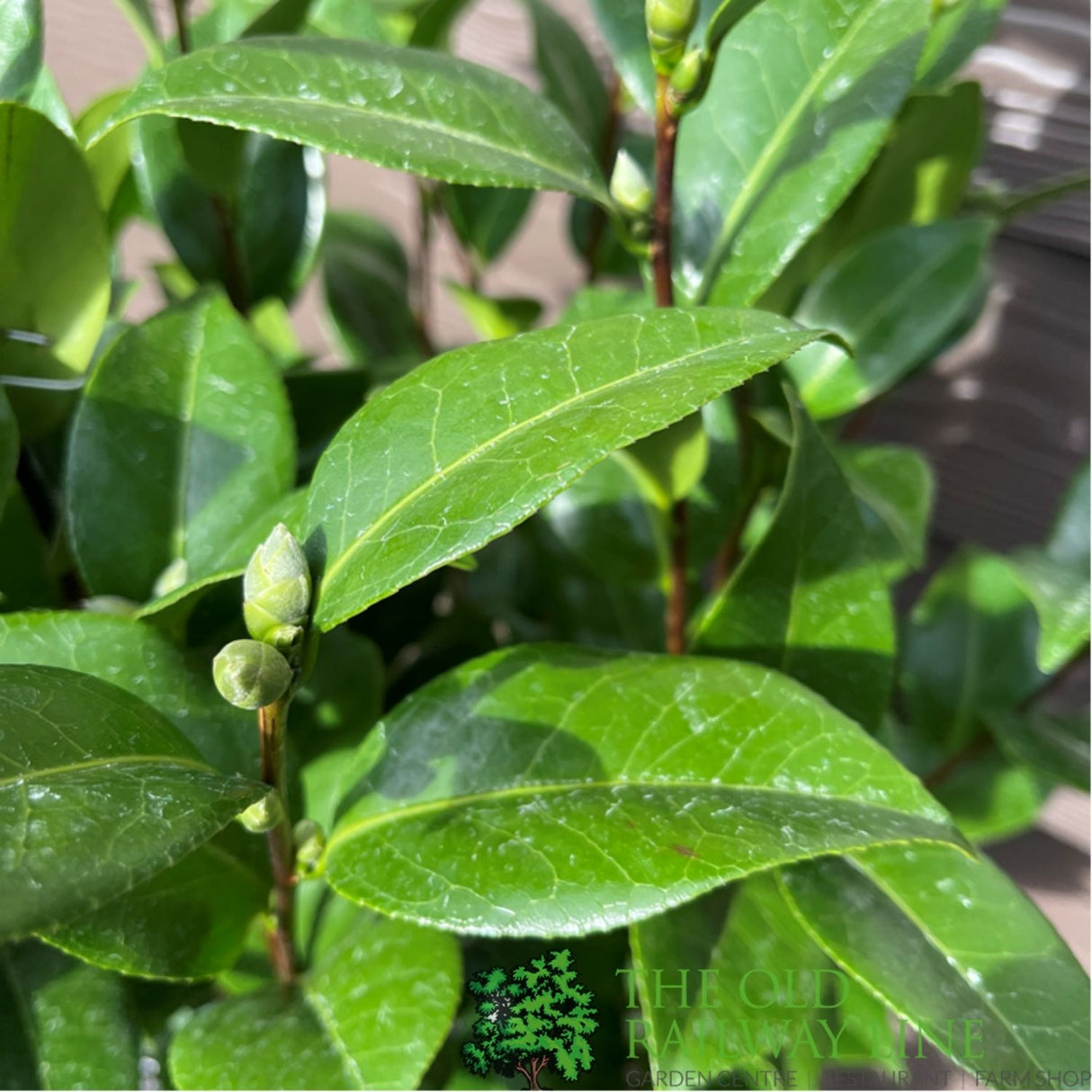 Camellia japonica 'Nuccio's Cameo' Plant - 5Ltr