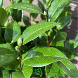 Camellia japonica 'Nuccio's Cameo' Plant - 5Ltr