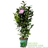 Camellia japonica 'Nuccio's Cameo' Plant - 5Ltr