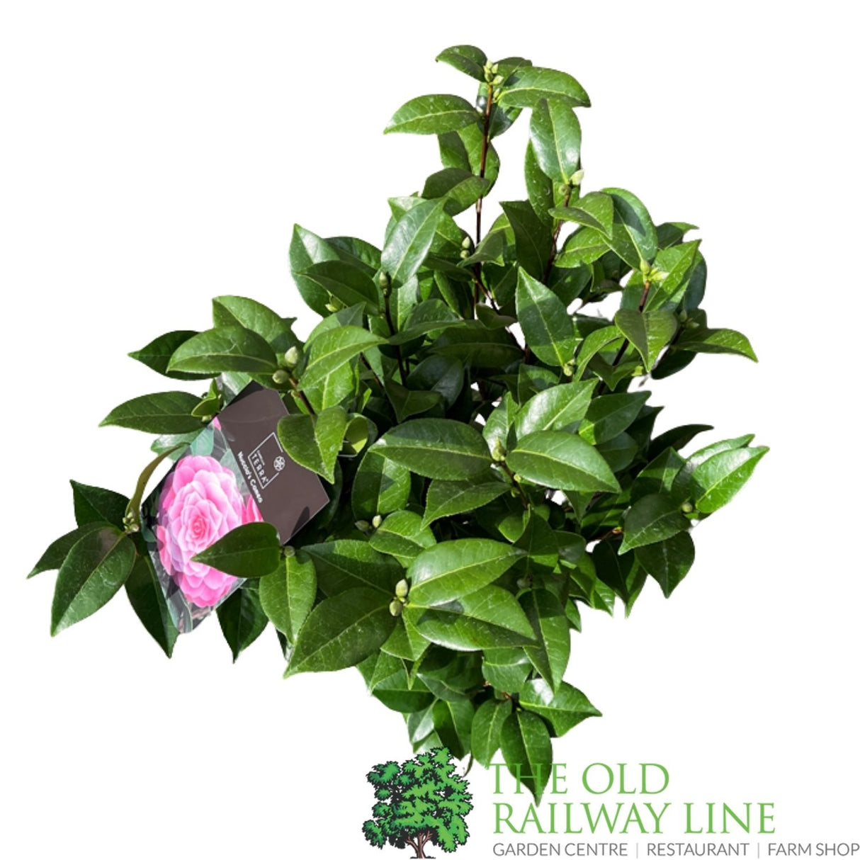 Camellia japonica 'Nuccio's Cameo' Plant - 5Ltr