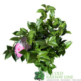 Camellia japonica 'Nuccio's Cameo' Plant - 5Ltr