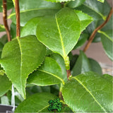 Camellia japonica 'Sea Foam' Plant - 5Ltr
