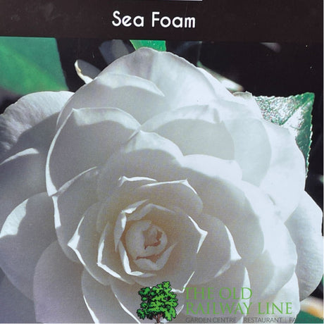 Camellia japonica 'Sea Foam' Plant - 5Ltr