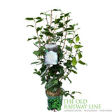 Camellia japonica 'Sea Foam' Plant - 5Ltr