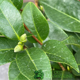 Camellia japonica 'Silver Waves' Plant - 5Ltr