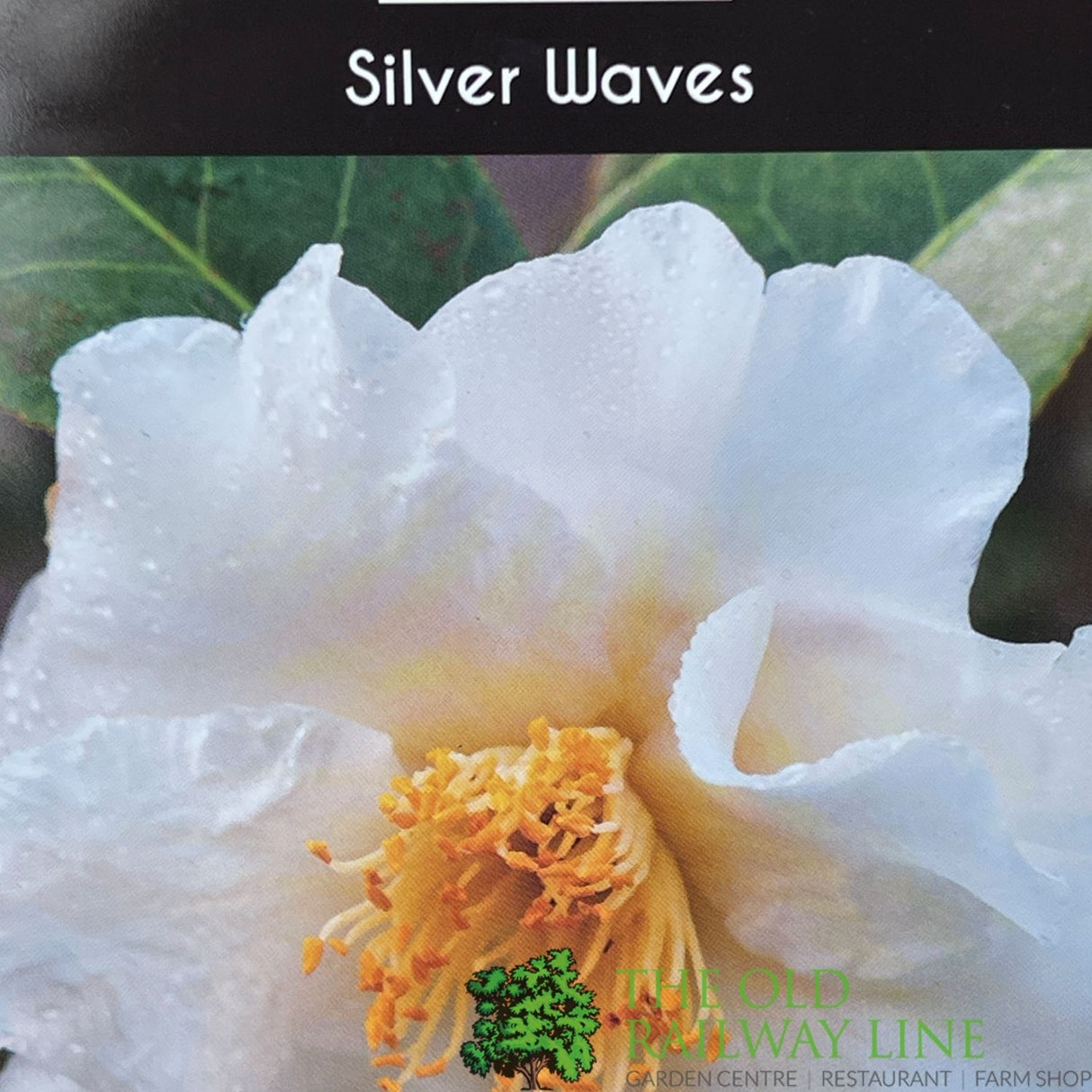 Camellia japonica 'Silver Waves' Plant - 5Ltr