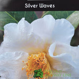 Camellia japonica 'Silver Waves' Plant - 5Ltr