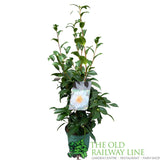 Camellia japonica 'Silver Waves' Plant - 5Ltr
