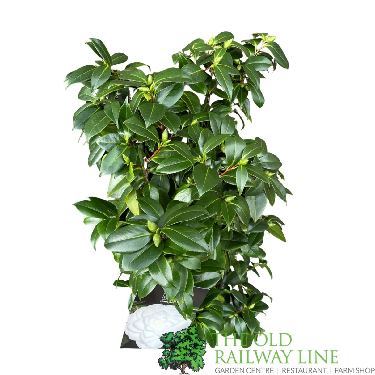 Camellia japonica  'Matterhorn' Plant - 10Ltr Pot