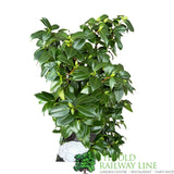 Camellia japonica  'Matterhorn' Plant - 10Ltr Pot