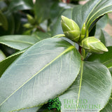 Camellia japonica  'Matterhorn' Plant - 10Ltr Pot