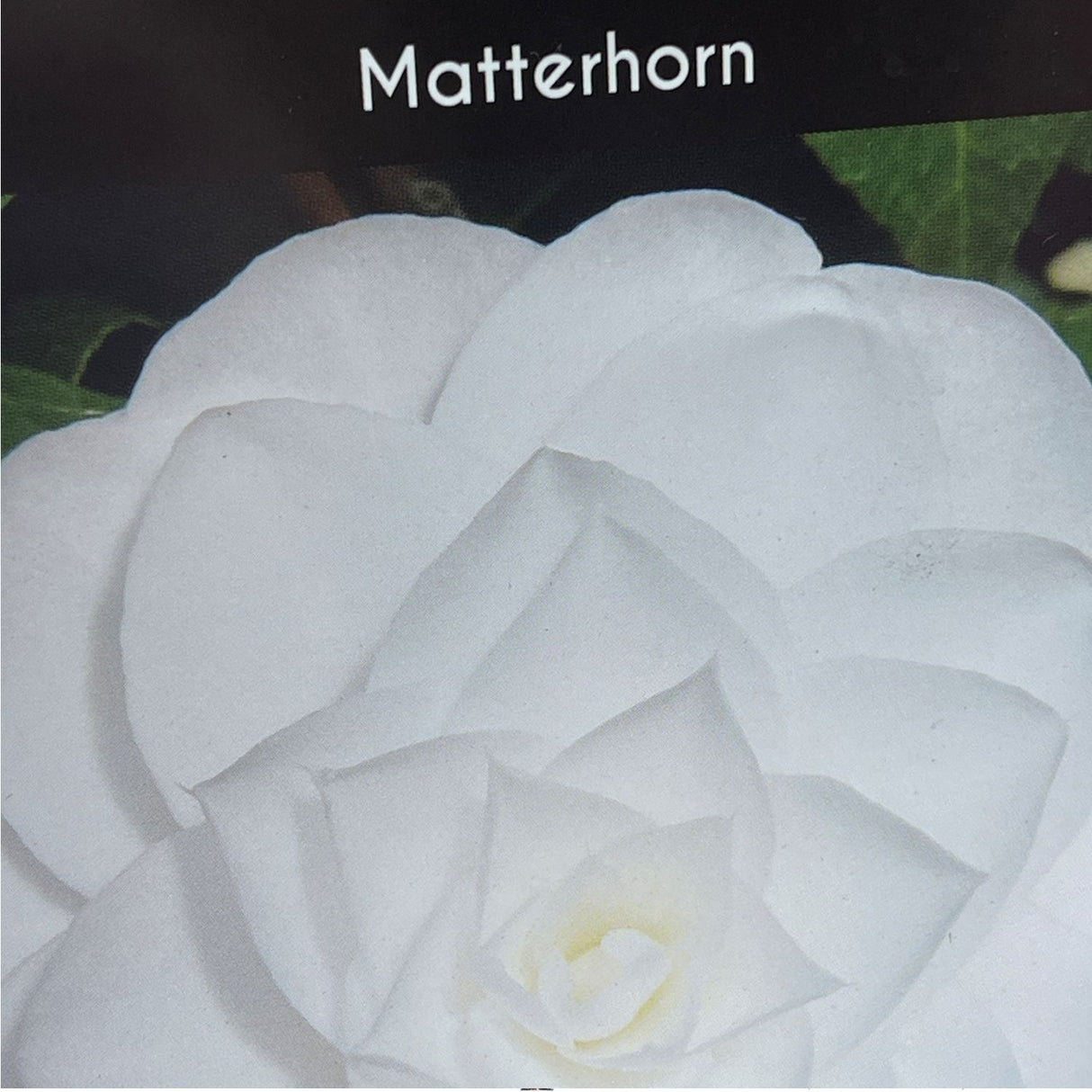 Camellia japonica  'Matterhorn' Plant - 10Ltr Pot