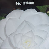 Camellia japonica  'Matterhorn' Plant - 10Ltr Pot