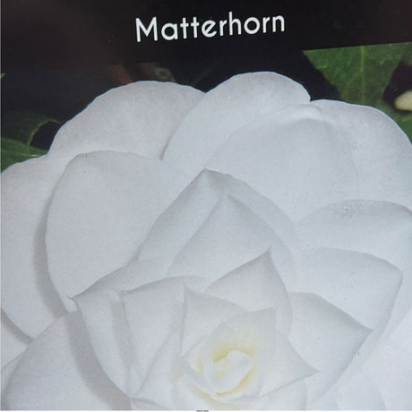 Camellia japonica  'Matterhorn' Plant - 10Ltr Pot