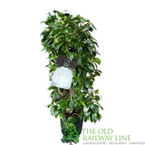 Camellia japonica  'Matterhorn' Plant - 10Ltr Pot