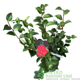 Camellia × williamsii 'Ruby Wedding' Plant - 5ltr