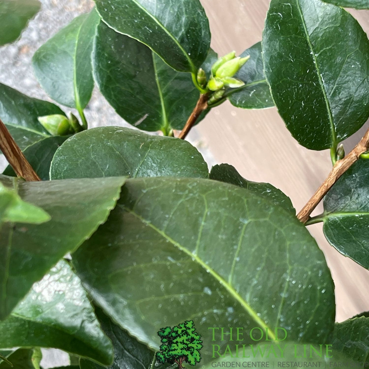 Camellia × williamsii 'Ruby Wedding' Plant - 5ltr