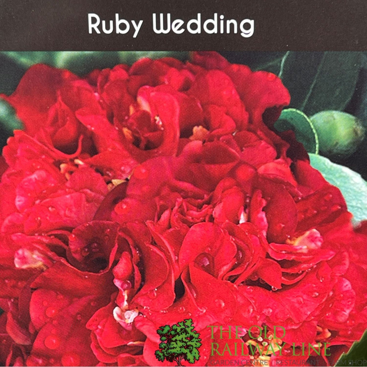 Camellia × williamsii 'Ruby Wedding' Plant - 5ltr