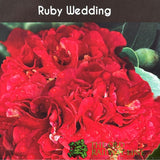 Camellia × williamsii 'Ruby Wedding' Plant - 5ltr