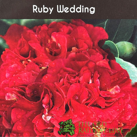 Camellia × williamsii 'Ruby Wedding' Plant - 5ltr