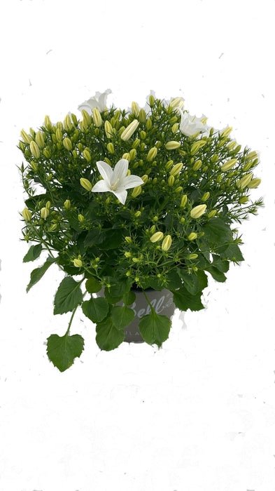 Campanula 'Spring Bell White' 12cm Pot - Old Railway Line Garden Centre