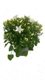 Campanula 'Spring Bell White' 12cm Pot - Old Railway Line Garden Centre