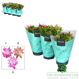 Schlumbergera 'Christmas Cactus' Assorted - 13cm Pot (Choice of 3)