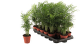 Chamaedorea Elegans 'Parlour Palm' 9cm Pot - Old Railway Line Garden Centre