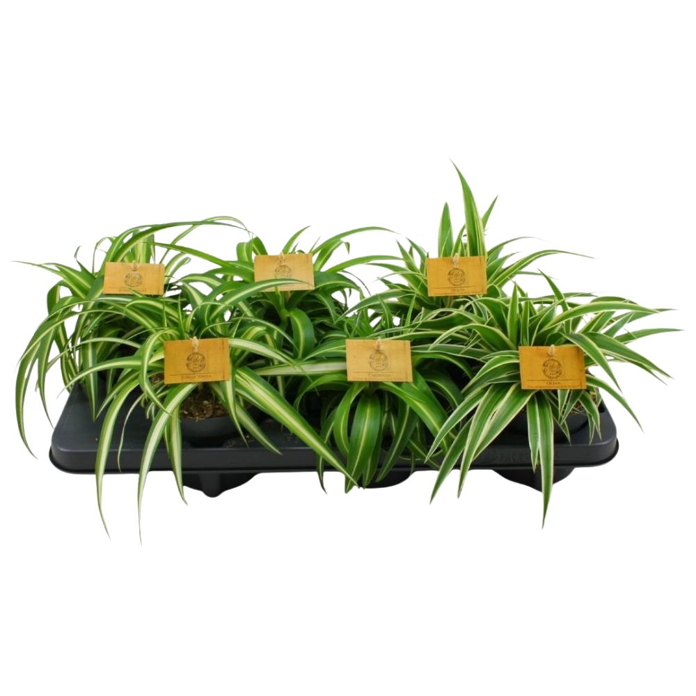Chlorophytum comosum 'Spider Plant' House Plant - 12cm Pot