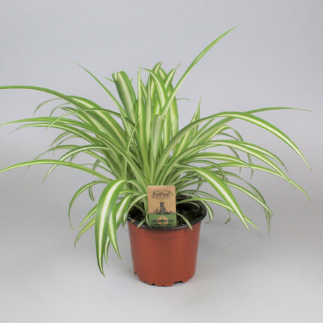 Chlorophytum variegatum Houseplant 12cm Pot - Old Railway Line Garden Centre