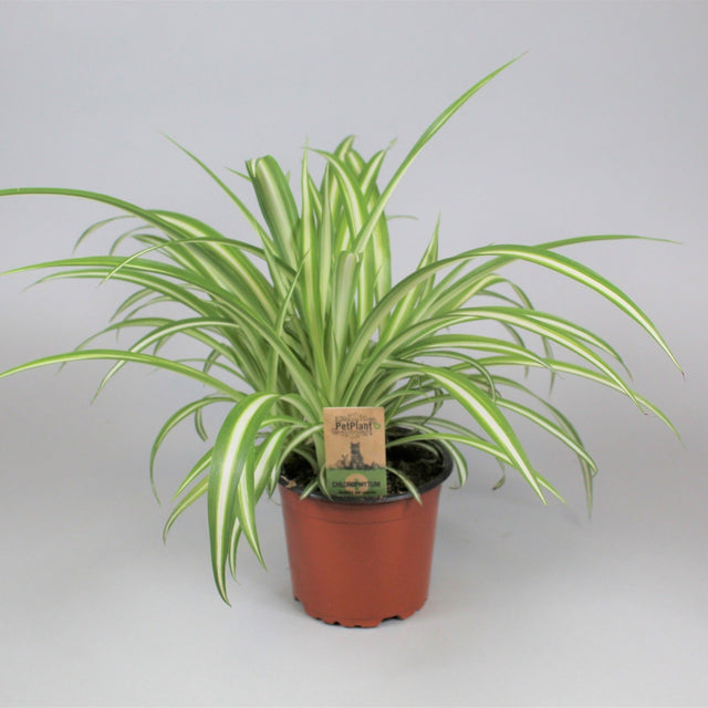 Chlorophytum variegatum Houseplant 12cm Pot - Old Railway Line Garden Centre