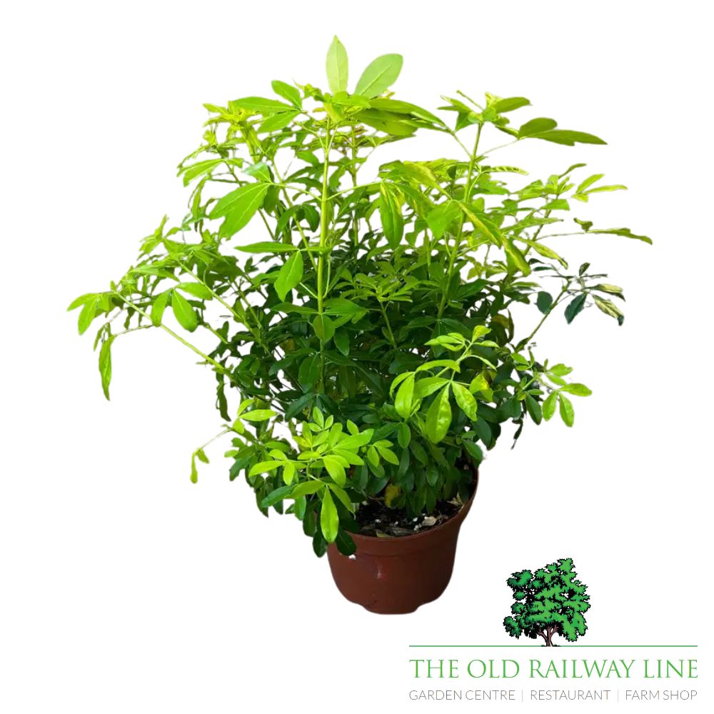 Choisya Ternata Brica Plant - 5Ltr Pot