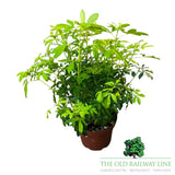 Choisya Ternata Brica Plant - 5Ltr Pot