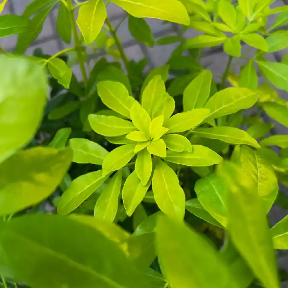 Choisya Ternata Brica Plant - 5Ltr Pot