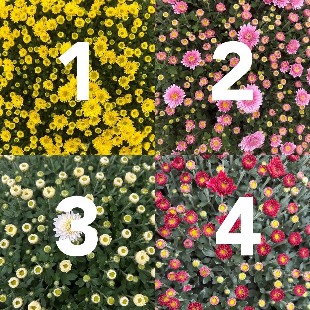 Chrysanthemum Ball Mix Plant - 33cm Pot