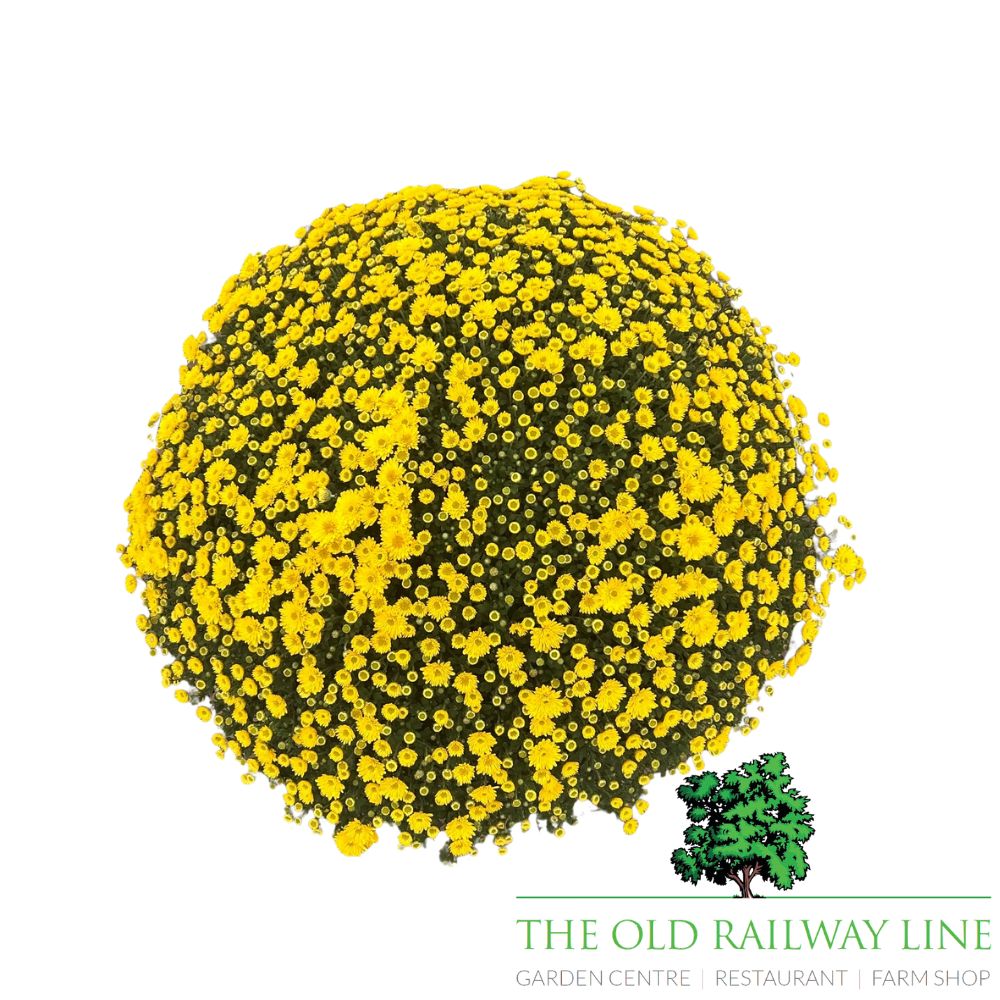 Chrysanthemum Ball Mix Plant - 33cm Pot